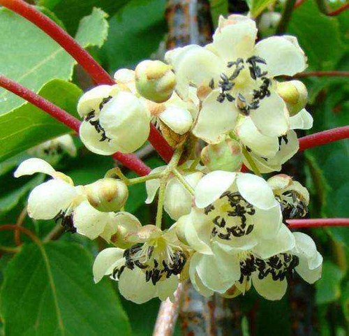 Pianta kiwi actinidia - kiwi,