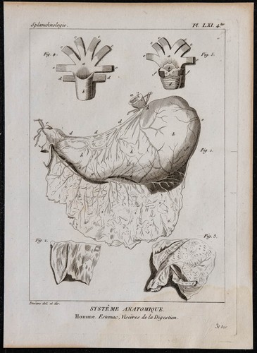 1825 viscères l stomaco - -,