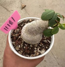 Euphorbia primulifolia WYSIWYG