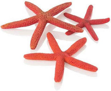 Decorazione per Acquario