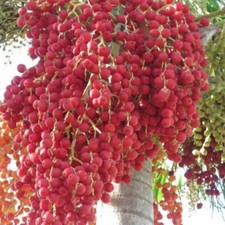 Carpentaria - Palma -