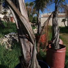 Palme Cocos (Syagrus