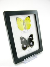 2 farfalle vere, imbottite