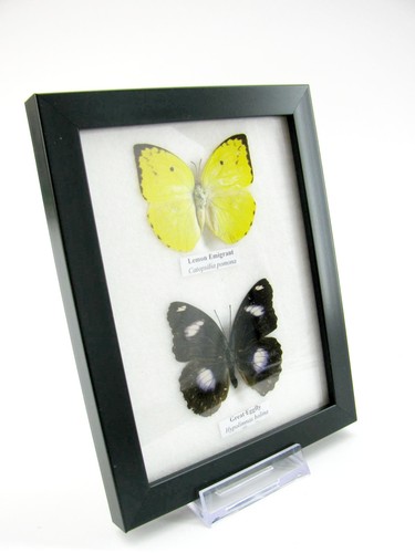 Farfalle vere imbottite - 2,