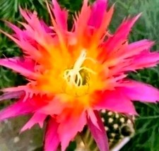 Tricho cereus super - tricho, "super