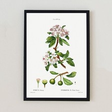 Fiori botanici illustrazione