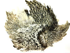 Mantelli di gallina tasso