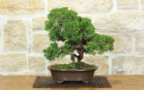 Bonsai ginepro itoigawa - bonsai, di