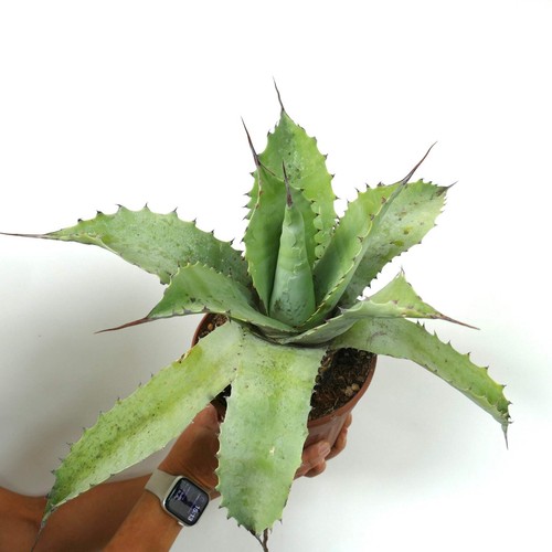 Agave ovatifolia - agave,