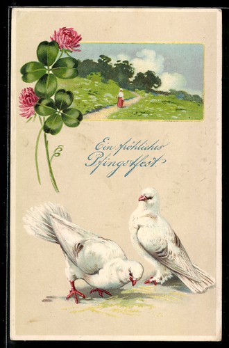 Colombe bianche una - ak,
