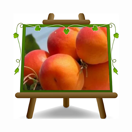 Albicocco paviot alberi - albicocco,