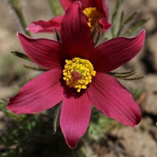 Anemone rosso fiore pasqua - rosso,