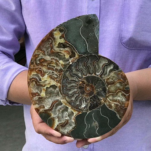 Top 400g ammonite naturale - 400g+,