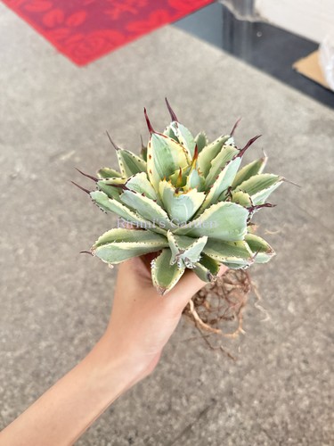 1pcs agave coltivata semi - agave,