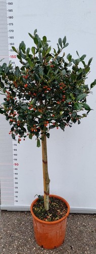 Pianta ilex nelly - ilex, stevens