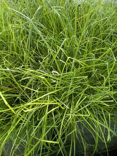 Vetiver piante - vetiver,