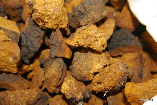 500 fungo chaga - 500, g