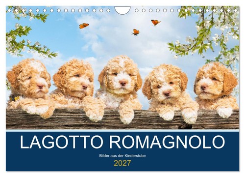Lagotto romagnolo bilder aus - lagotto,