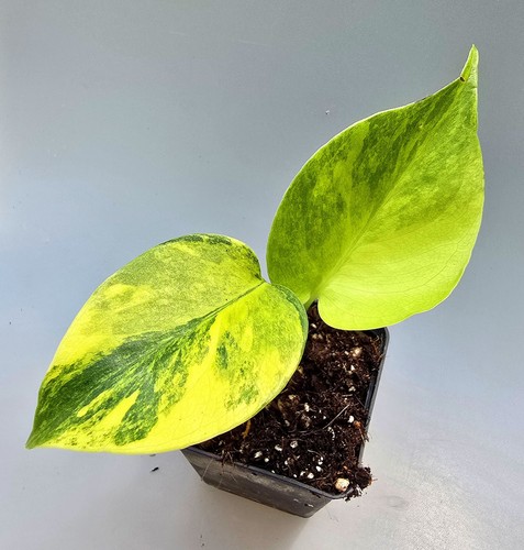 Bellissima monstera yellow - bellissima,