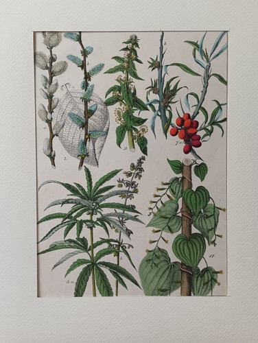 Stampa botanica antica - stampa,
