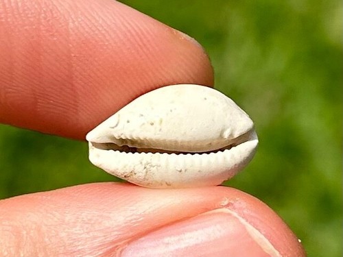 Gastropode fossil cowrie - gastropode,