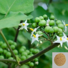 700+ semi di melanzana di