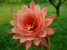 "LA DOÑA" Hildewintera