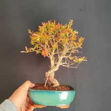 BONSAI  SHOIN DI MELOGRANO