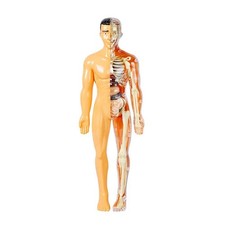 Modello del Corpo Umano 3D per