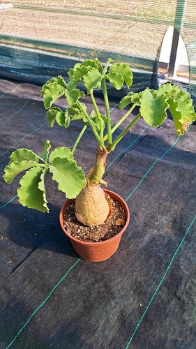 Cyphostemma uter succulente - cyphostemma,