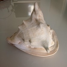 Grande Conchiglia Cassis