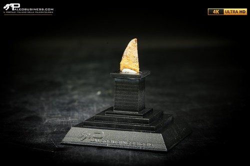 Dente fossile dinosauro - fossile, di