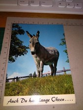 144703 donkey mule donkey 