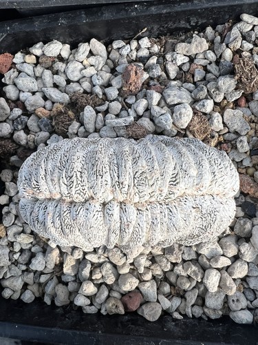 Rara pianta cactus - rara,