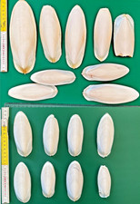 Ossi Di Seppia naturali, lotto