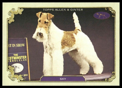 Sky wire fox terrier - sky, 2024