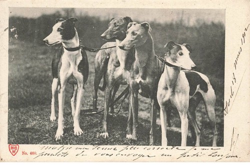 Animali al000767 cani - animali, ao#al000767