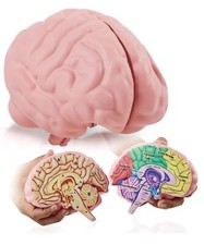 	Modello cervello schiuma