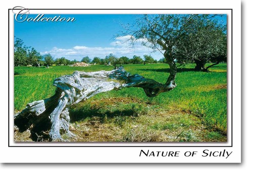 Cartolina collezione - da,