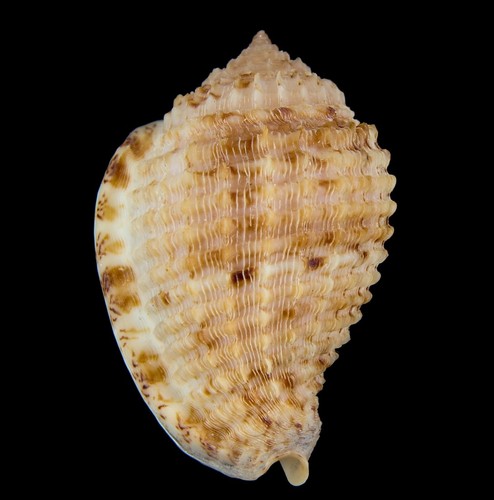 Conchiglia morum amabile - morum,