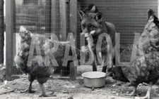 Foto vintage Regno Unito, La