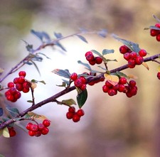 Pyracantha coccinea | Scarlet firethorn | Red pyracantha -  - Agazzino | Piracan