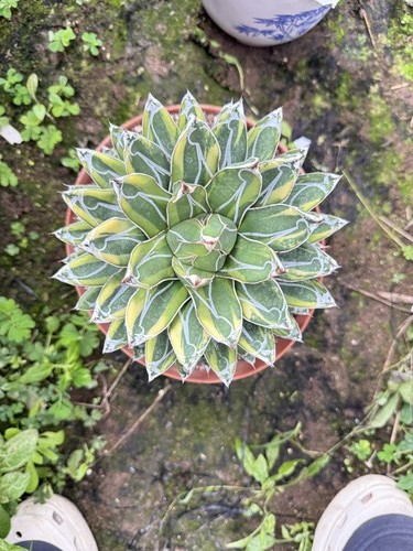 1pc agave victoriae reginae - 1pc, victoriae-reginae