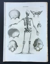 1842 ANATOMIA OSSA SCHELETRO CORPO UMANO CRANIO TAVOLA ANATOMICA VISTA POSTERIOR