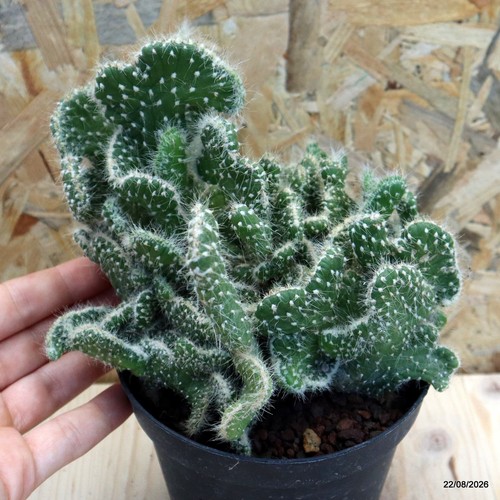 Opuntia subulata crestata - , vaso