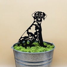 Catahoula Leopard Dog Black