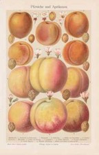 Pesche Albicocche Nettarina Litografia Circa 1900 Steinobst Pomologie