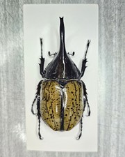 Dynastidae: Dynastes moroni 81 mm A o A - Selvaggio