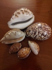 Collezione conchiglie ciprea