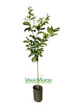 Pianta limone femminello - pianta, di
